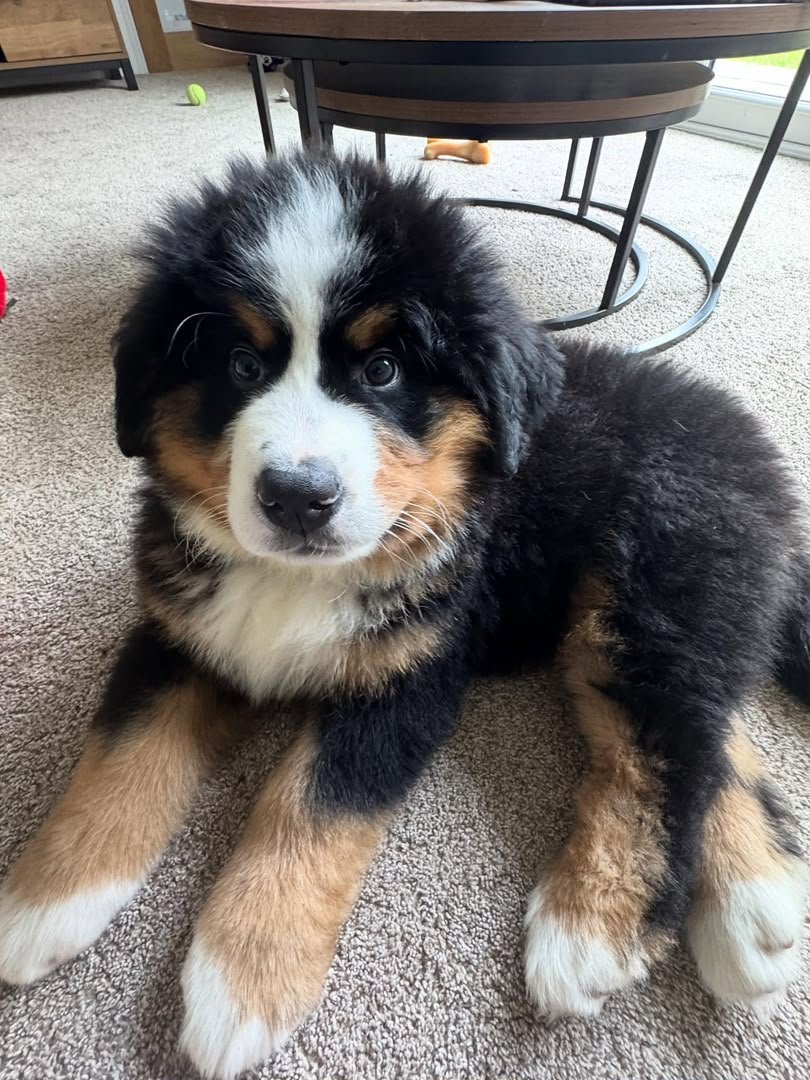 Barney, 8-week-old Male Bernese Mountain Dog puppy