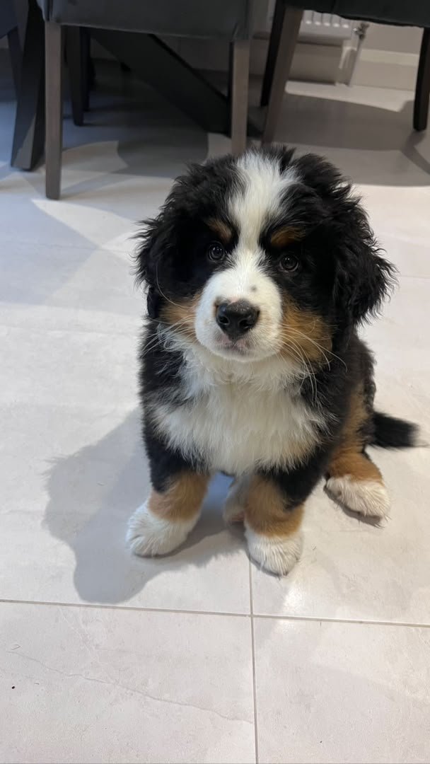 Rocco, 8-week-old Male Bernese Mountain Dog puppy