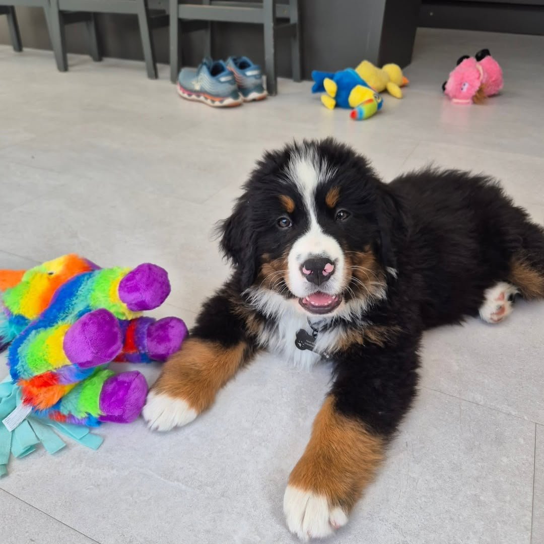 Dylan, 8-week-old Male Bernese Mountain Dog puppy