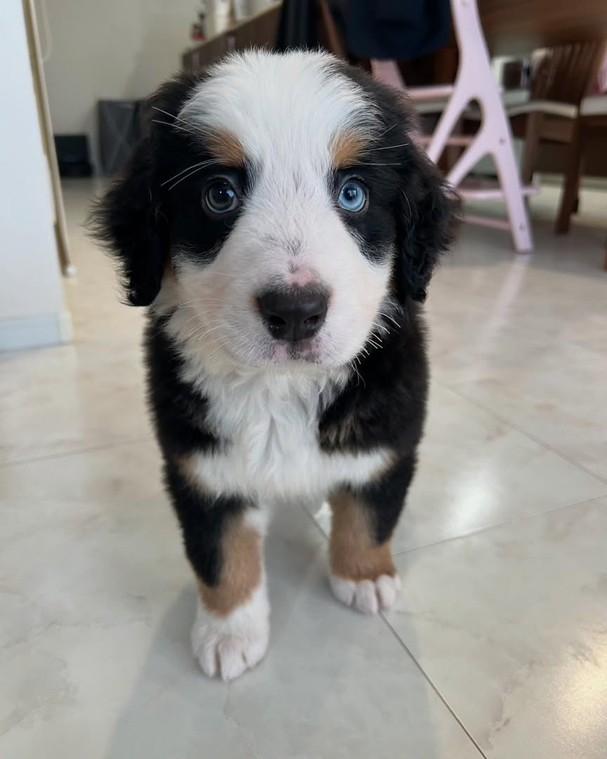 Lala, 8-week-old Female Bernese Mountain Dog puppy