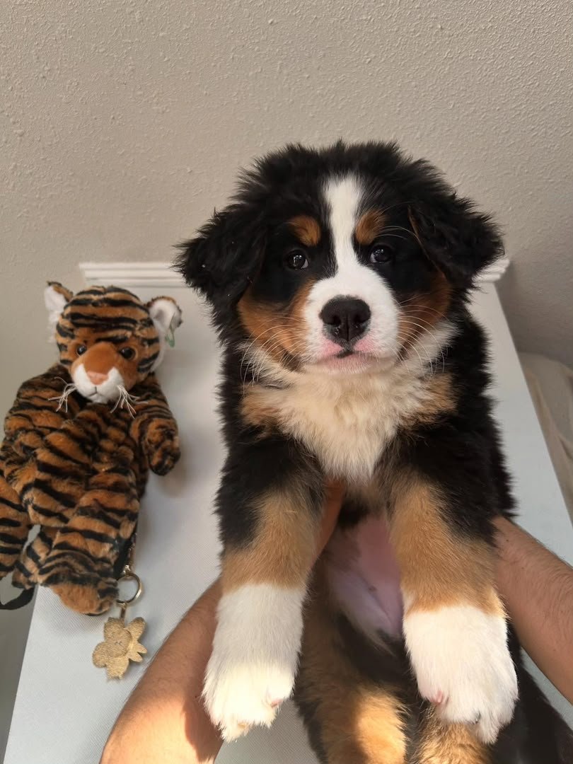 Bonnie, 8-week-old Female Bernese Mountain Dog puppy