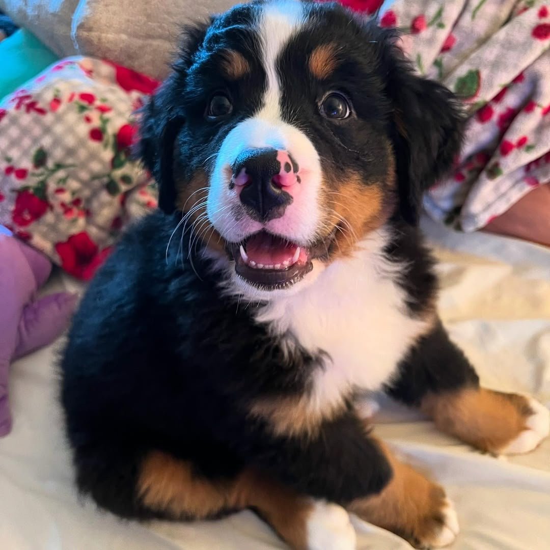Stella, 8-week-old Female Bernese Mountain Dog puppy