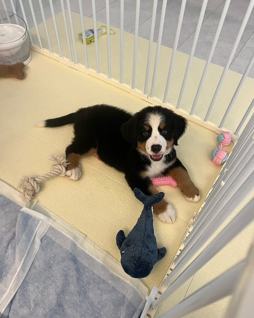 Kinako, 8-week-old Female Bernese Mountain Dog puppy
