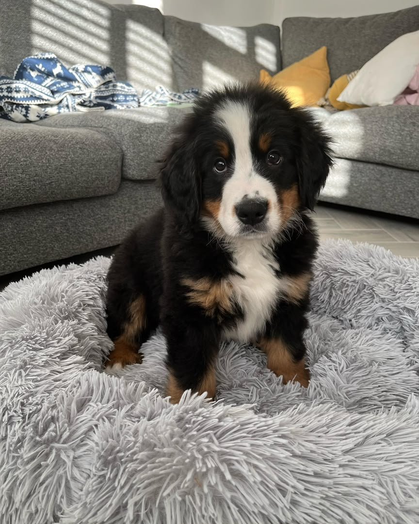 Bowser, 8-week-old Male Bernese Mountain Dog puppy
